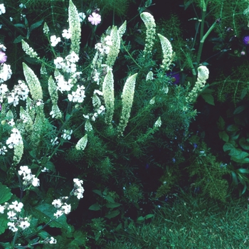 Aesculus parviflora 'Rogers Strain' (005834)