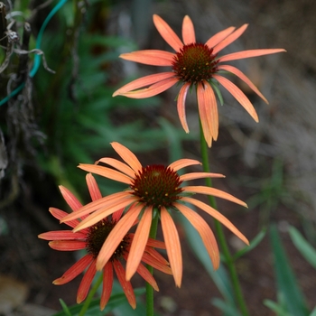 Echinacea 'Orange Meadowbrite™' (005884)