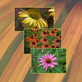 Echinacea 'Multiple Varieties' (006007)