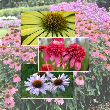 Echinacea 'Multiple Varieties' (006008)