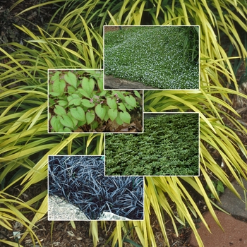 Groundcover 'Multiple Varieties' (006029)