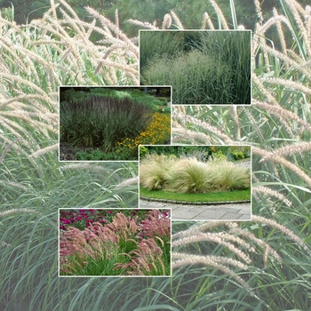Ornamental Grass 'Multiple Varieties' (006038)