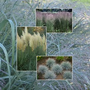 Ornamental Grass 'Multiple Varieties' (006039)