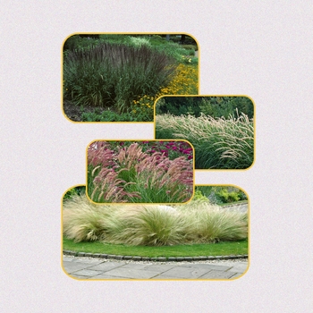 Ornamental Grass 'Multiple Varieties' (006041)