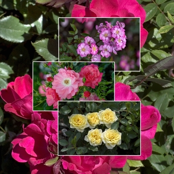 Rosa 'Multiple Varieties' (006048)
