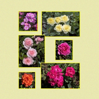 Rosa 'Multiple Varieties' (006049)