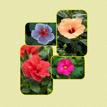 Hibiscus 'Multiple Varieties' (006053)