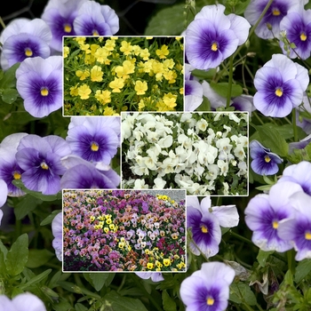 Viola 'Multiple Varieties' (006071)