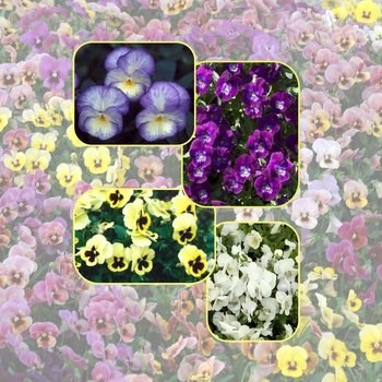 Viola 'Multiple Varieties' (006072)
