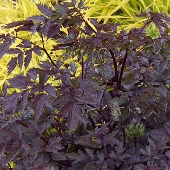 Actaea simplex 'Black Negligee' (007088)