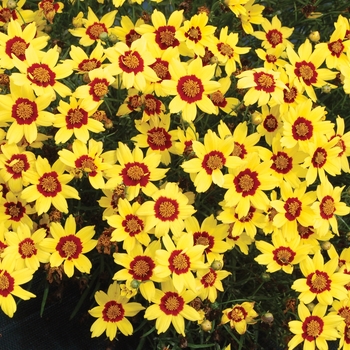 Coreopsis 'Gold Nugget' (007154)