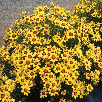 Coreopsis 'Gold Nugget' (007155)