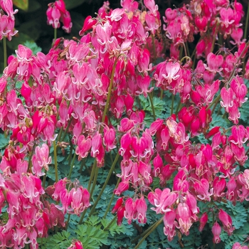 Dicentra 'King of Hearts' (007187)