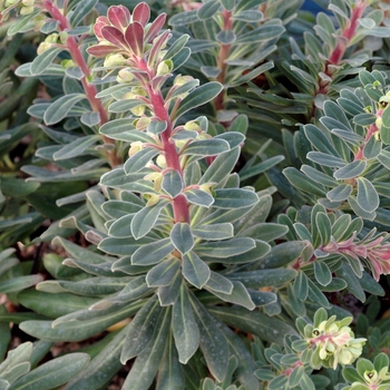 Euphorbia 'Royal Velvet' (007212)