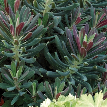 Euphorbia 'Royal Velvet' (007213)