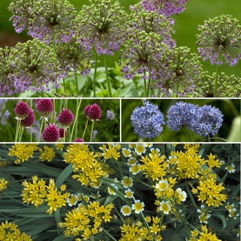 Allium 'Multiple Varieties' (009873)