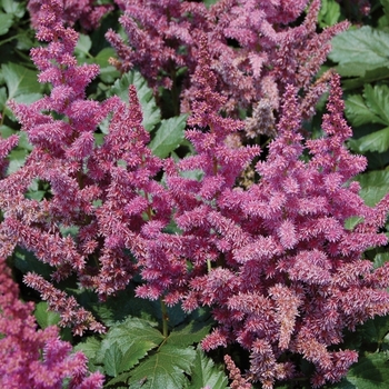Astilbe chinensis 'Visions' (010613)