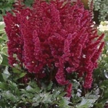 Astilbe chinensis 'Vision in Red' (010615)