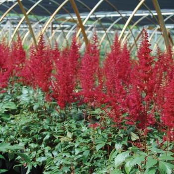 Astilbe x arendsii 'Fanal' (010621)