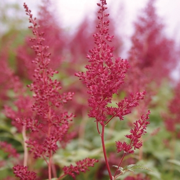 Astilbe japonica 'Red Sentinel' (010625)