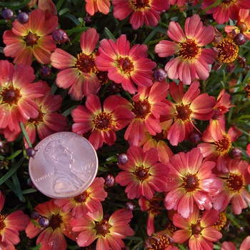 Coreopsis 'Little Penny' (011352)
