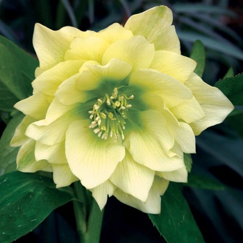 Helleborus Winter Jewels™ 'Golden Lotus' (011444)