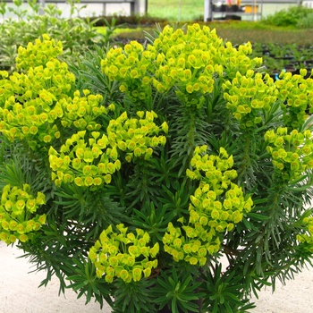Euphorbia 'Shorty' (011760)
