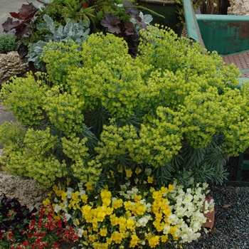 Euphorbia 'Shorty' (011764)