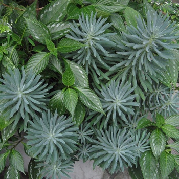 Euphorbia 'Shorty' (011769)