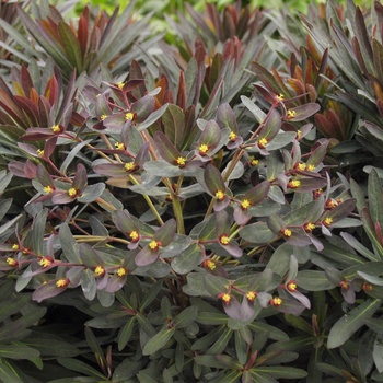Euphorbia x martinii Sahara™ 'Blackbird' (011914)