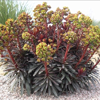 Euphorbia x martinii Sahara™ 'Blackbird' (011916)