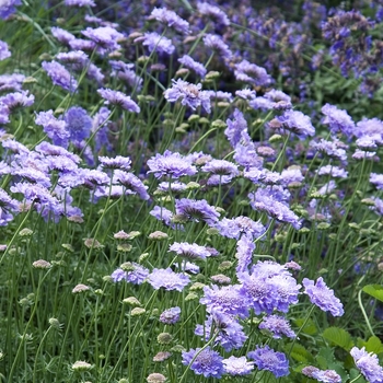 Scabiosa columbaria 'Butterfly Blue' (012469)