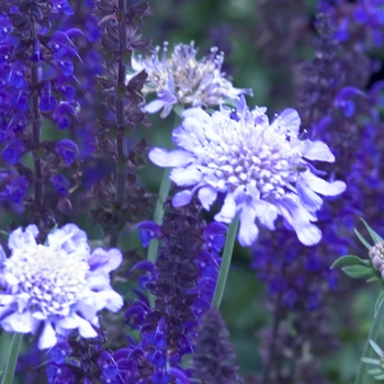 Scabiosa columbaria 'Butterfly Blue' (012470)
