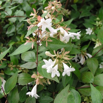 Abelia x grandiflora '' (012505)