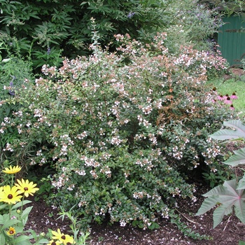 Abelia x grandiflora '' (012506)