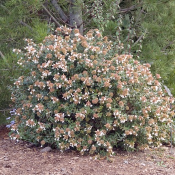 Abelia x grandiflora '' (012508)