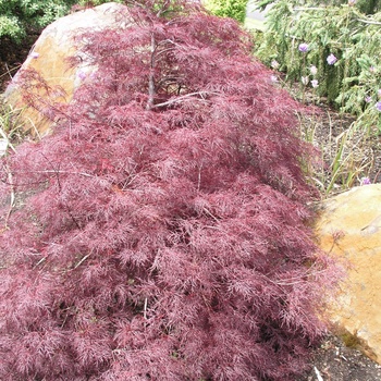 Acer palmatum var. dissectum 'Red Filigree Lace' (012527)