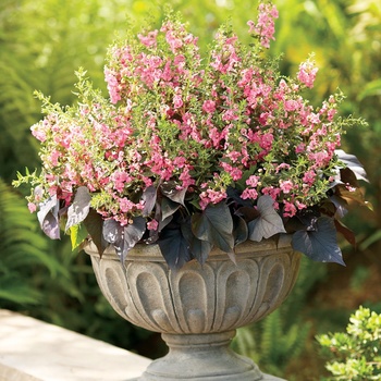 Angelonia Angelface® 'Perfectly Pink' (013381)
