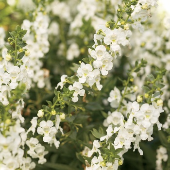 Angelonia angustifolia Angelface® 'White' (013395)