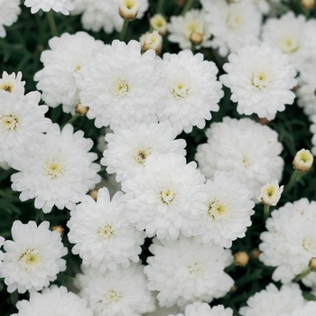 Argyranthemum frutescens Molimba® 'Mini Double White' (013414)