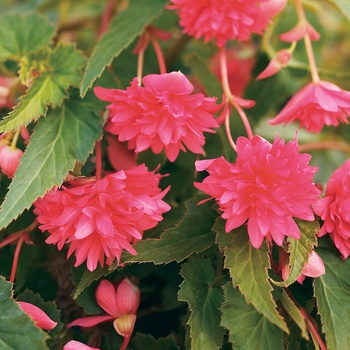 Begonia x tuberhybrida Bellagio™ 'Pink' (013434)