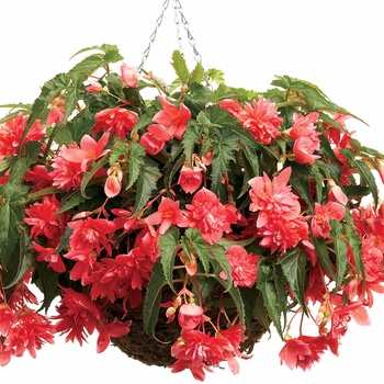 Begonia x tuberhybrida Bellagio™ 'Pink' (013435)