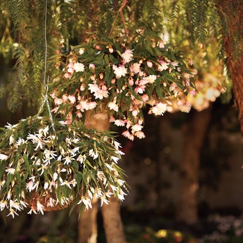 Begonia x tuberhybrida Mandalay™ '' (013446)