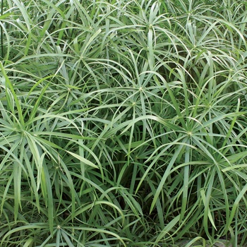 Cyperus involucratus Graceful Grasses® 'Baby Tut®' (013589)