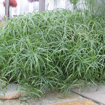 Cyperus involucratus Graceful Grasses® 'Baby Tut®' (013590)