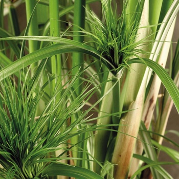 Cyperus papyrus Graceful Grasses® 'King Tut®' (013593)