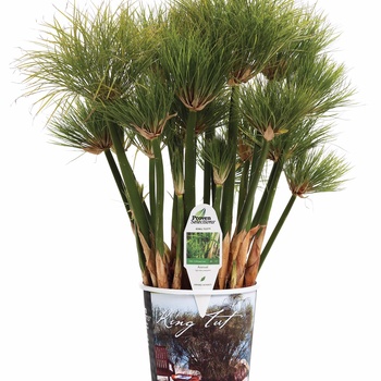 Cyperus papyrus Graceful Grasses® 'King Tut®' (013594)