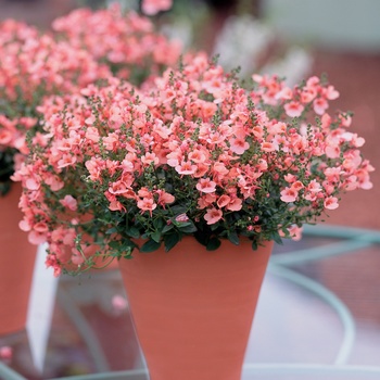 Diascia Flying Colors™ 'Coral' (013625)