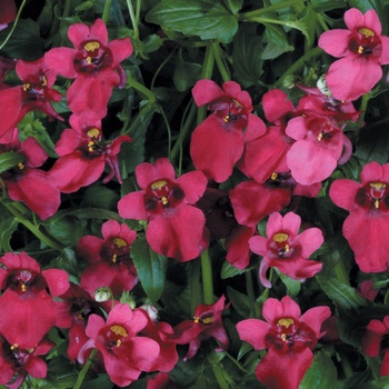 Diascia Flying Colors® 'Red' (013640)
