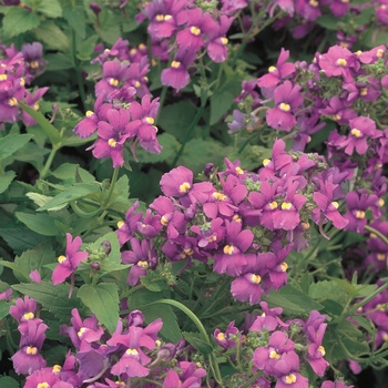 Nemesia fruticans Safari® 'Violet Rose' (013857)